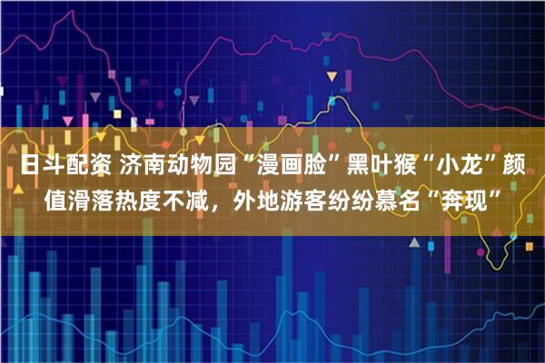 日斗配资 济南动物园“漫画脸”黑叶猴“小龙”颜值滑落热度不减，外地游客纷纷慕名“奔现”